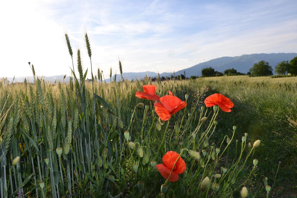 Bed And Breakfast Villa Novella Crocetta del Montello Luaran gambar